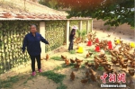 农民专业合作社理事长高俊霞介绍土鸡养殖情况。中新网 种卿 摄 - 甘肃新闻