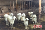 武玉萍家养殖的羊。中新网 记者 摄 - 甘肃新闻