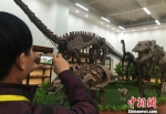 图为校友参观学校恐龙展馆。　刘玉桃 摄 - 甘肃新闻