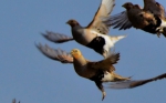 今秋大批候鸟已陆续到达敦煌阳关自然保护区 - 环保局厅