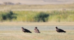 今秋大批候鸟已陆续到达敦煌阳关自然保护区 - 环保局厅