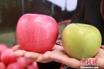 　图为泾川县当地苹果富士和引进的澳洲青苹。　刘玉桃 摄 - 甘肃新闻