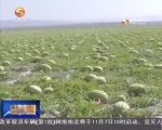 靖远：27种瓜果蔬菜获国家绿色食品A级认证 - 甘肃省广播电影电视