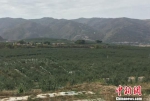 图为静宁县苹果种植园。　刘玉桃 摄 - 甘肃新闻