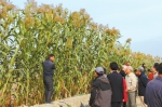 凉州：培育甜高粱产业链助农增收 - 人民政府