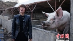 图为杨彩花向记者介绍她的“万头猪场”帮残助困计划。　魏建军　摄 - 甘肃新闻