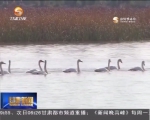 张掖：黑河湿地迎来大批迁徙候鸟 - 甘肃省广播电影电视