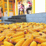 永靖县三塬镇群众在新搬迁的家中晾晒玉米 - 人民政府