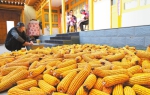 永靖县三塬镇群众在新搬迁的家中晾晒玉米 - 人民政府