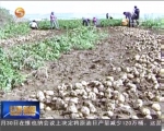 定西：马铃薯产业成为农民致富铺路石 - 甘肃省广播电影电视