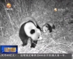 陇南：红外相机首次拍到大熊猫母子“巡山” - 甘肃省广播电影电视