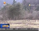 陇南：红外相机首次拍到大熊猫母子“巡山” - 甘肃省广播电影电视
