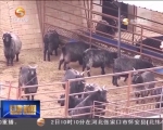 环县：肉羊产业帮助农民发“羊”财 - 甘肃省广播电影电视