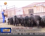 环县：肉羊产业帮助农民发“羊”财 - 甘肃省广播电影电视