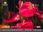 春意盎然鲜花俏 - 甘肃省广播电影电视