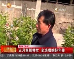 正月里别样忙 金鸡唱响好年景 - 甘肃省广播电影电视