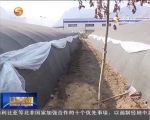 舟曲实现羊肚菌大规模人工栽培 - 甘肃省广播电影电视