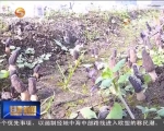 舟曲实现羊肚菌大规模人工栽培 - 甘肃省广播电影电视