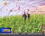 生物质能源为农村带来新气象 - 甘肃省广播电影电视