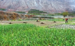 文县两江八河的田间地头随处可见群众备肥播种的身影 - 人民政府