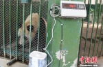 2月28日，兰州市动物园大熊猫“蜀兰”经称重测量后，体重为98.2KG，属于正常成年大熊猫体重范围。　杨艳敏 摄 - 甘肃新闻