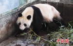 兰州大熊猫“蜀兰”。　杨艳敏 摄 - 甘肃新闻