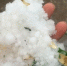 资料图 甘肃榆中县局地突降玻璃球大小冰雹，致使枣树等果实跌落或被打伤，玉米、马铃薯等农作物不同程度受灾。周小龙 摄 - 甘肃新闻