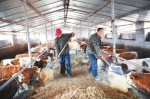 泾川县盛腾养牛专业合作社工作人员喂养肉牛 - 人民政府