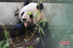 大熊猫“蜀兰” 资料图 中新社记者 杨艳敏 摄 - 甘肃新闻
