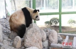大熊猫“蜀兰” 资料图。中新社记者 杨艳敏 摄 - 甘肃新闻