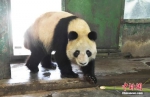 大熊猫“蜀兰” 资料图。中新社记者 杨艳敏 摄 - 甘肃新闻