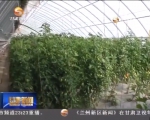 武威凉州区：节水带活灌区传统农业 - 甘肃省广播电影电视