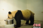 大熊猫“蜀兰”在兽舍里进食。　李传有 摄 - 甘肃新闻