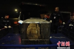大熊猫“蜀兰”运抵中国大熊猫保护研究中心都江堰基地。　李传有 摄 - 甘肃新闻