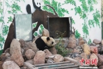 3月16日晚，兰州大熊猫“蜀兰”将乘坐航班MU2413离开兰州，前往中国大熊猫保护研究中心都江堰基地接受代养调理。　徐雪 摄 - 甘肃新闻