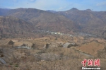 图为甘肃武都区汉林镇花椒种植遍布山间。　崔琳 摄 - 甘肃新闻