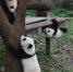 重庆动物园三只大熊猫幼崽集体亮相 - 人民网
