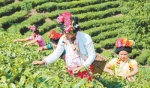 小茶叶如何提档升级——来自云南省普洱茶产业的调查 - 人民网