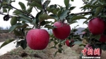 图为甘肃生态原产地保护产品——静宁仁大苹果。　甘肃出入境检验检疫局供图 摄 - 甘肃新闻