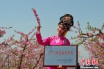 图为秦安何湾桃花景观被农业部评定为“中国美丽田园”。　钟欣 摄 - 甘肃新闻