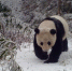 红外相机在四川马边拍到野生大熊猫 - 人民网