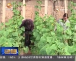 陇西：“一号文件”送农家 菜农有了新想法 - 甘肃省广播电影电视