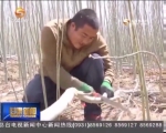 （聚焦中央一号文件）玉门：调整种植结构 增加农民收入 - 甘肃省广播电影电视
