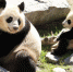 4月5日，在西班牙马德里动物园，大熊猫“竹莉娜”和妈妈“花嘴巴”玩耍。 - 人民网