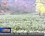 文县：茶园处处吐新绿 片片春茶上市来 - 甘肃省广播电影电视