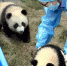 大熊猫龙凤胎宝宝有了新名字 - 人民网