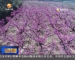 五彩缤纷大美陇原 百花争艳喜迎游客 - 甘肃省广播电影电视