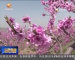 秦安蜜桃：从“重果轻花”到“花果并重” - 甘肃省广播电影电视