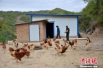 刘招财和老伴一起喂养土鸡，这是他们脱贫的希望。　冯志军 摄 - 甘肃新闻
