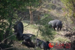 散养在山林中的青泥黑猪（刘海天 摄） - 人民网